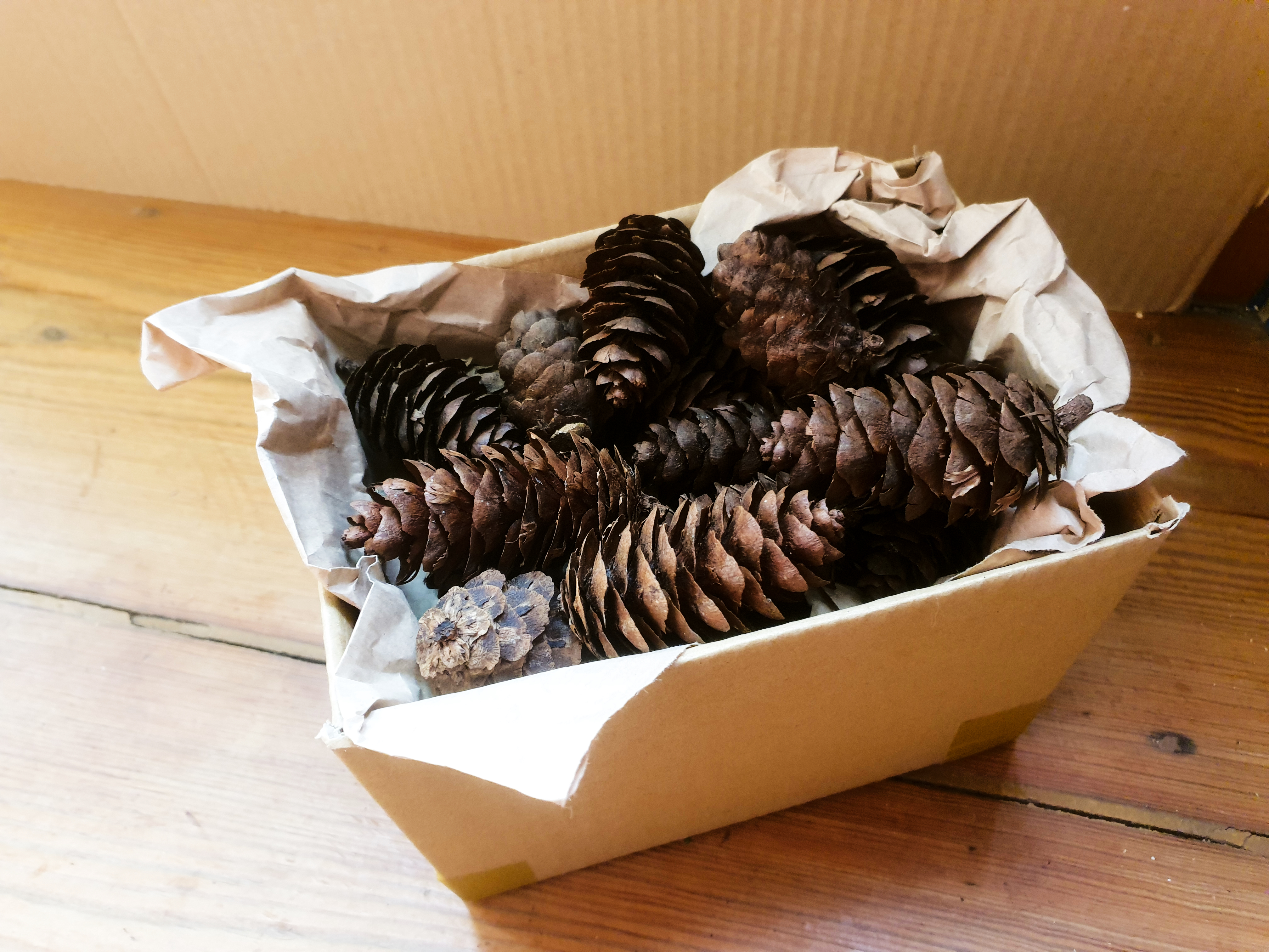 Photo of pine cones in box with packaging.